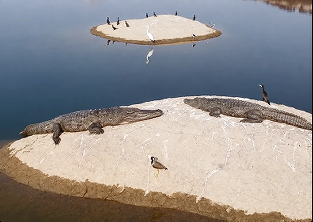 Crocodile